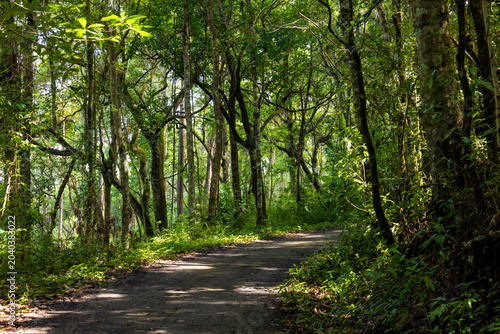 Foto This tropical rainforest has a dirt path