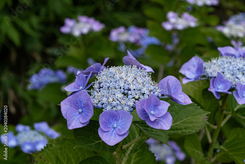 紫陽花