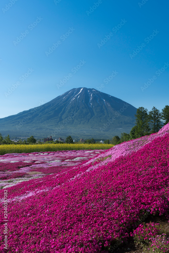Naklejka premium 三島さん家の芝桜