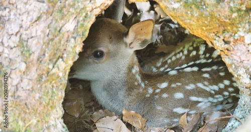 newborn fawn hiding in a tree hole