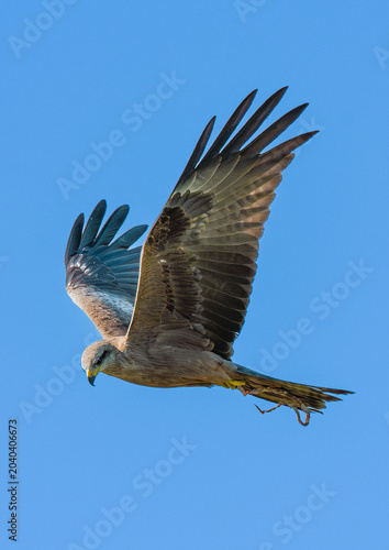 Fotografija Black Kite Carrying Nest Material in Flight