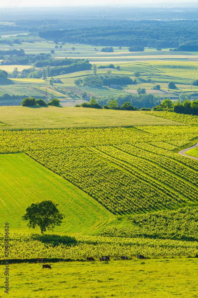 Obraz premium Vineyards on hills, Jura wine region, Bourgogne-Franche-Comte in eastern France.