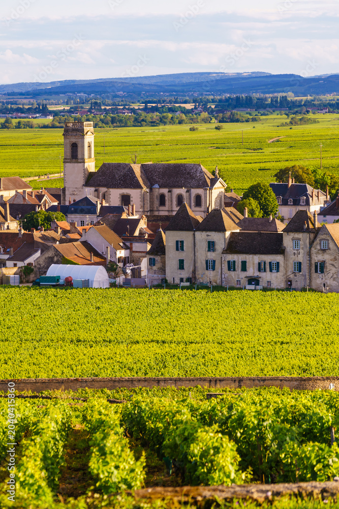 Fototapeta premium Vineyards and Pommard village, Burgundy in France.