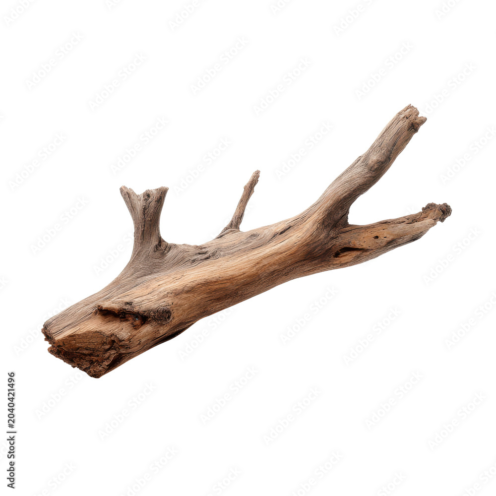Fototapeta premium Weathered wooden branch with textured grain and multiple forks on black driftwood natural, Isolated, Png Transparent Background