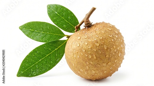 Close-up of a fresh brown longan fruit with glossy green leaves and water droplets