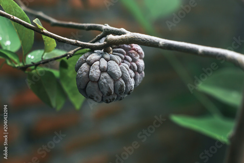 Obraz na plátně Exotic dark purple sugar apple fruit hanging on branch with green leaves