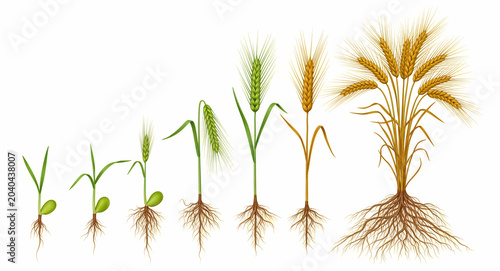 Growth stages of wheat plant from seed to maturity. Detailed illustration shows root system and grain development. Agriculture education concept for farming infographics and harvest marketing.