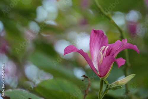 A beautiful pink tropical flower with striking petals stands against a soft bokeh background.
