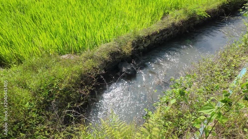 A tranquil waterway meandering through vibrant green rice fields with sunlight reflecting off the surface.