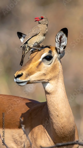 A bird perches on a deer's head in a natural setting