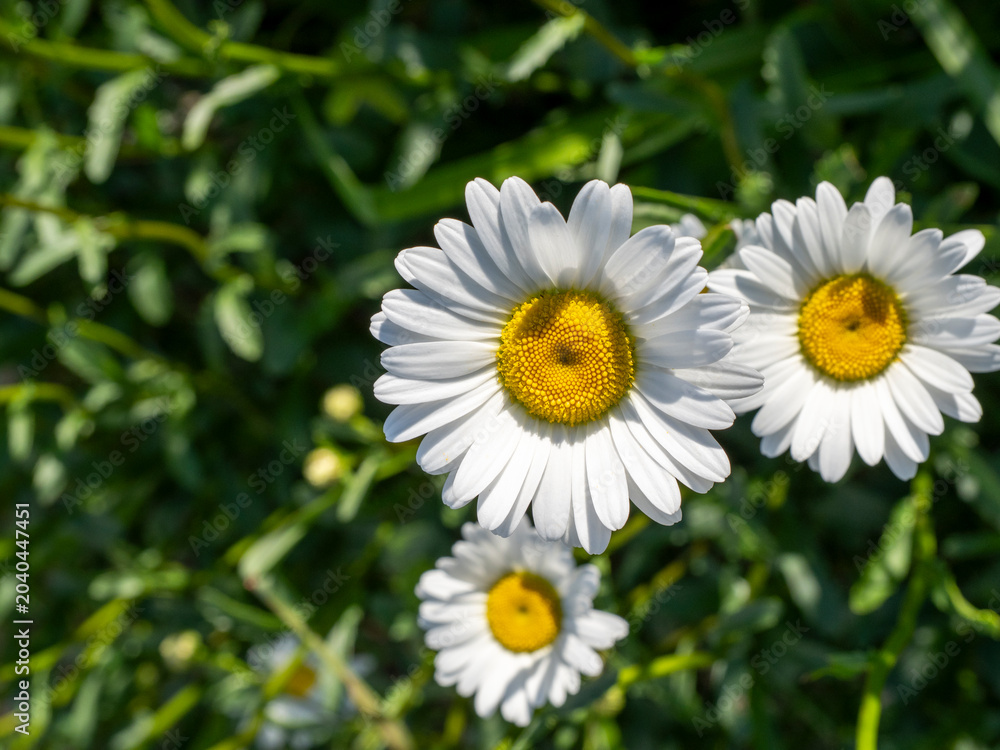 Fototapeta premium Close Up of White Daisies with Yellow Centers in Soft Sunlight