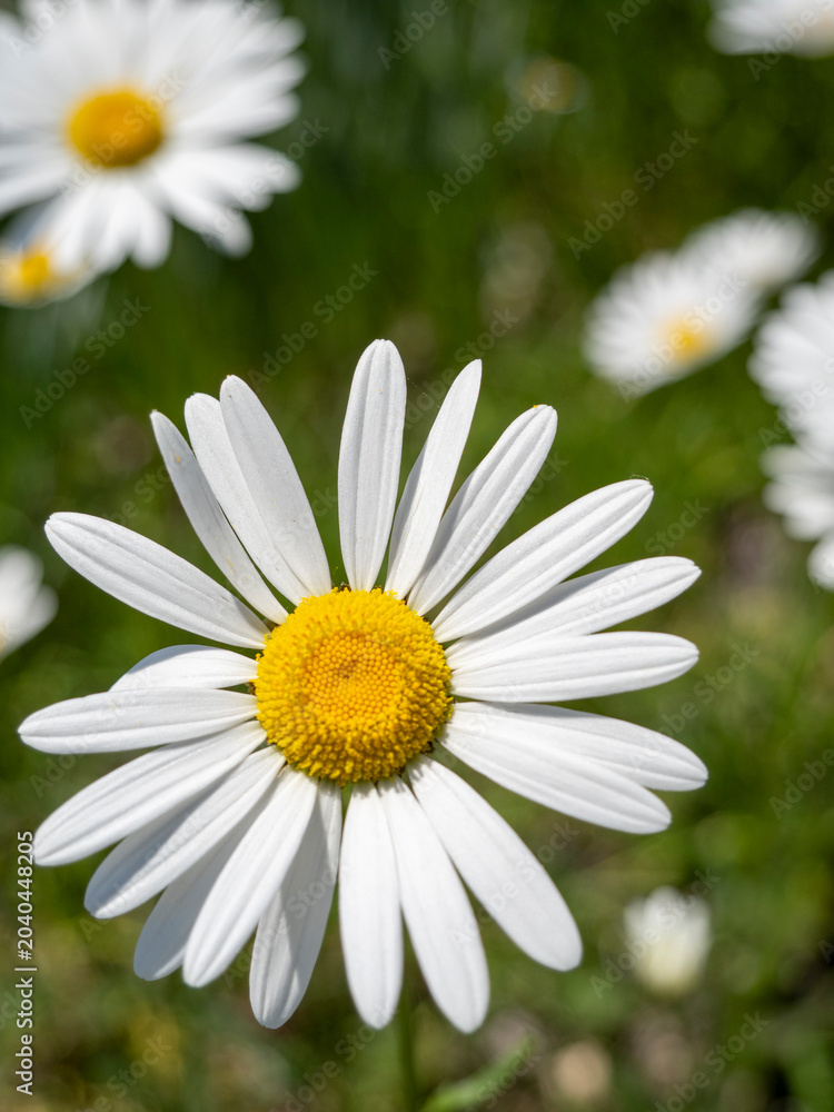 Fototapeta premium Macro View of a White Daisy Flower with Yellow Center in Sunlight
