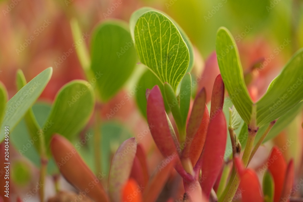 Obraz premium Fresh green and vibrant red leaves of various succulent plants grow together.