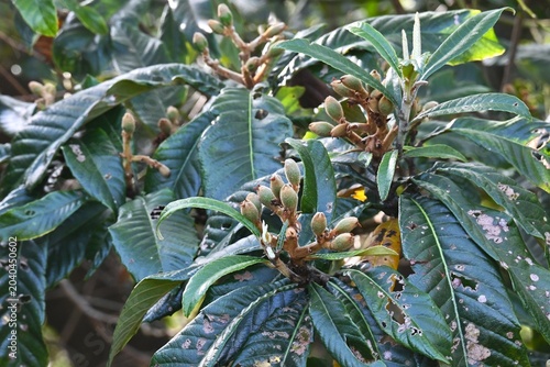 Foto Japanese loquat (Rhaphiolepis bibas) fruits