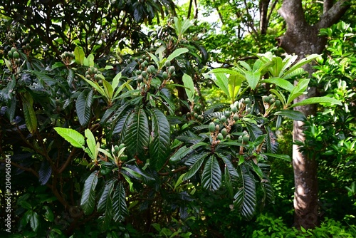 Billede på lærred Japanese loquat (Rhaphiolepis bibas) fruits