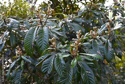 Foto Japanese loquat (Rhaphiolepis bibas) fruits