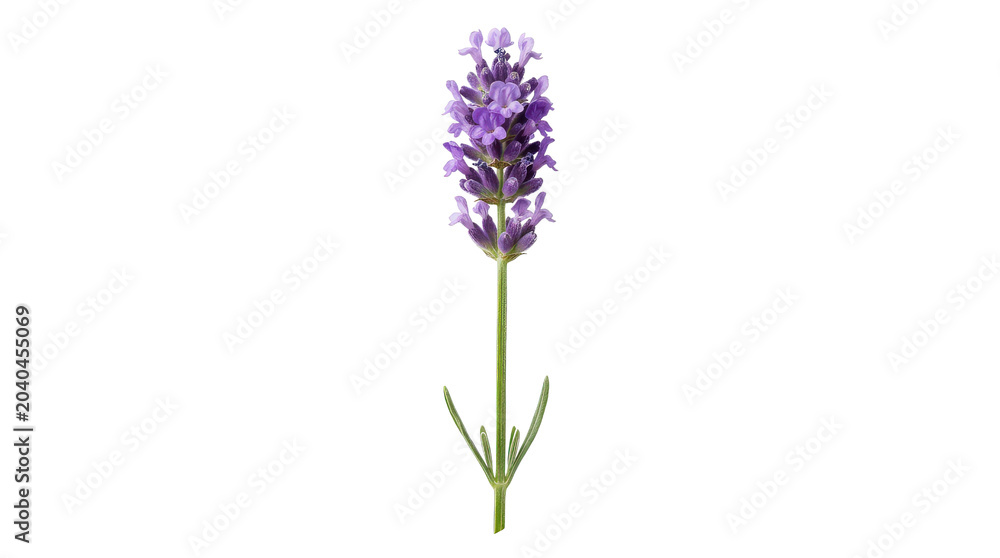 Fototapeta premium Single Lavender Sprig Isolated on White Background