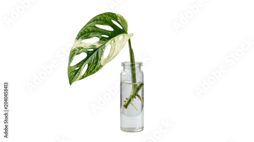 Variegated Monstera Adansonii Propagation in Glass Bottle