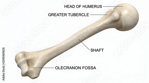 Anatomical illustration of the human humerus bone, detailing its parts like the head of the humerus, greater tubercle, shaft, and olecranon fossa