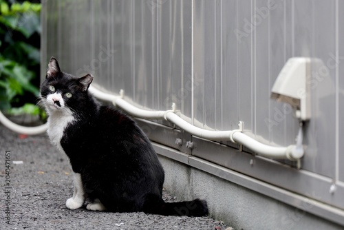 Canvas-taulu 連れて帰りたくなるくらい愛くるしい白黒の野良猫