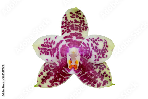 Close up of beautiful phalaenopsis gigantea orchid flower with isolated on transparent background, PNG
