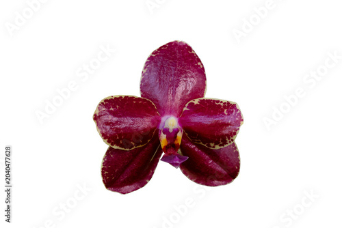 Close up of beautiful phalaenopsis al sun hannover red orchid flower with isolated on transparent background, PNG