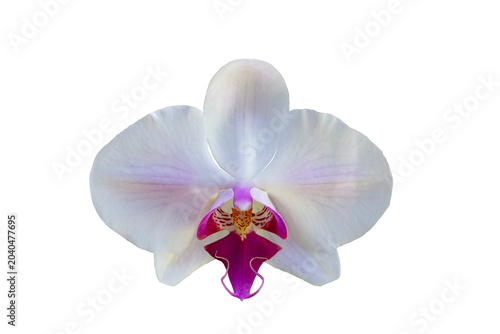 Close up of beautiful white phalaenopsis orchid flower with isolated on transparent background, PNG
