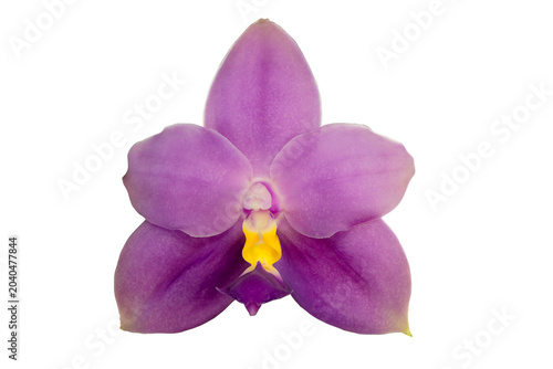 Close up of beautiful phalaenopsis violacea orchid flower with isolated on transparent background, PNG