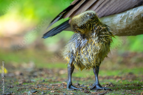 Fotografie Das winzige Gänseküken, dessen flaumiges Gefieder noch vom Wasser glänzt, hat seinen ganz persönlichen Schutzraum gefunden: Direkt unter dem schützenden Flügel eines Elternteils