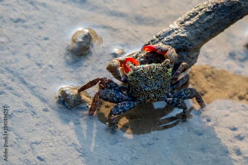 crab,