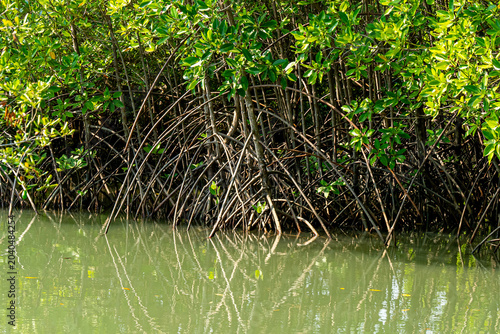 tree in the water