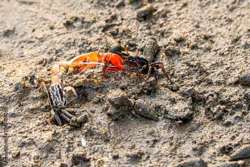 crab,