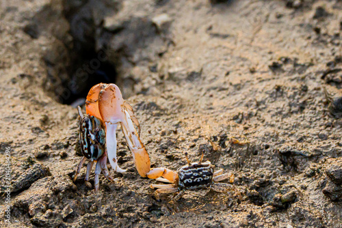 crab,