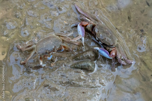 crab,