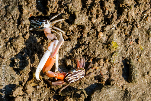 crab,