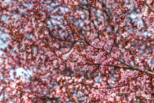 Fotografie Plum splayed Pissardi (tree), Sicheslavskaya Embankment, Dnipro city, Dnipropetr