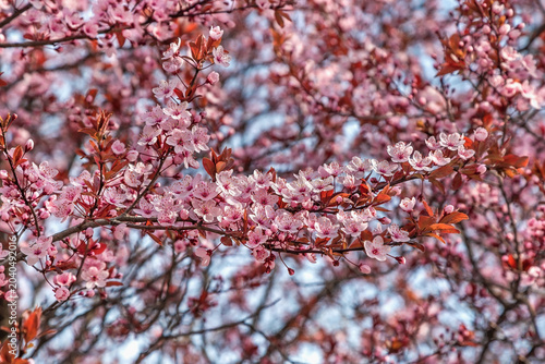 Konstfotografi Plum splayed Pissardi (tree), Sicheslavskaya Embankment, Dnipro city, Dnipropetr