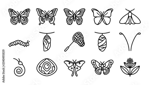 Konstfotografi Butterfly Life Cycle Icons, Insect Vector Set, Moth Stages, Nature Elements, Ent