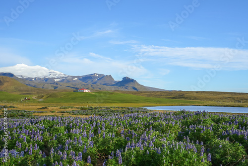 Foto A vibrant field of purple lupine flowers in bloom with snow-capped mountains and a small lake in the background under a clear blue sky