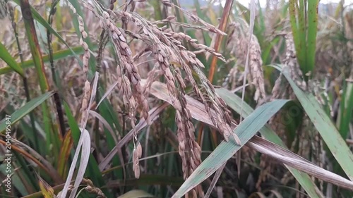 Golden Ripe Rice Field Swaying in the Wind under Bright Daylight.