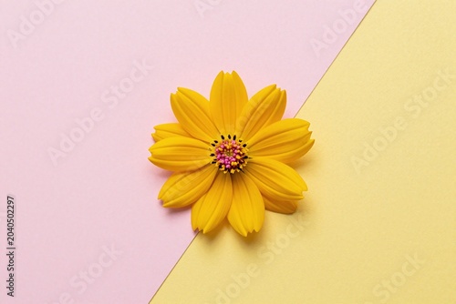 A single yellow flower on a pink and yellow background