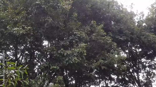 Swaying Indian Rosewood Trees in the Breeze for Nature Background.