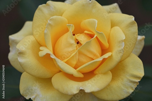 A single yellow rose floating in the water