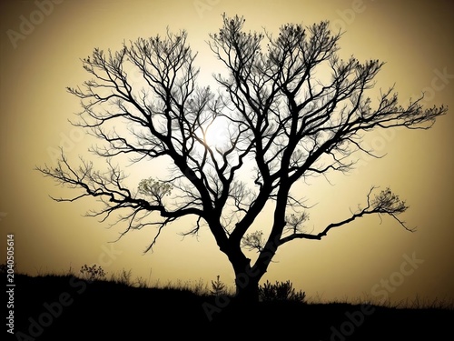 Silhouette of a deciduous tree with sparse foliage, nature, white