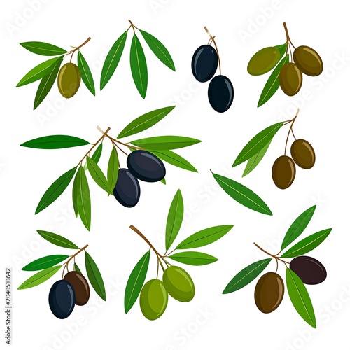 A collection of colorful olives on branches