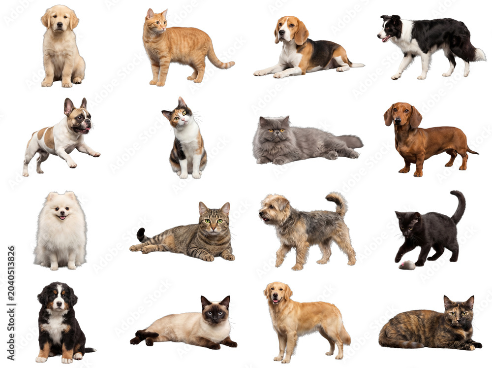 Obraz premium Collection of diverse dogs and cats on black background