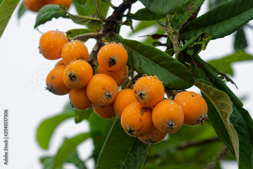 Fresh biwa loquat fruit cluster on a tree branch in Karatsu Japan