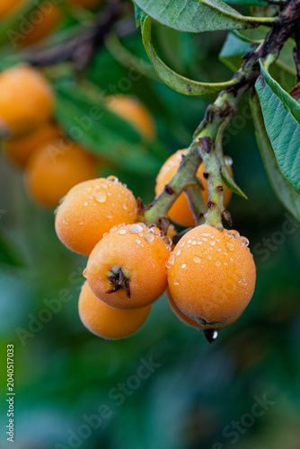 Ripe biwa loquat fruits hanging from a tree in Karatsu Japan