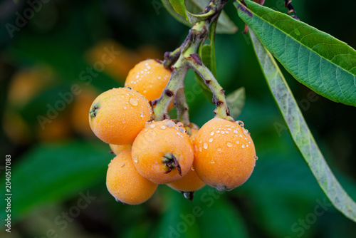 Close-up of ripe biwa loquat fruits with raindrops in Karatsu Japan