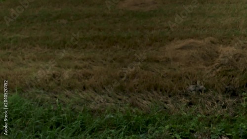 Panning up in high winds as the skies turn dark over a rice field and rains move in to rural Thailand. 